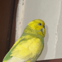 Cocorita