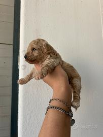 Maltipoo toy