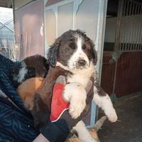 Border collie x pastore australiano