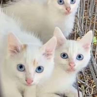 GattinI disponibilI di Turco Van