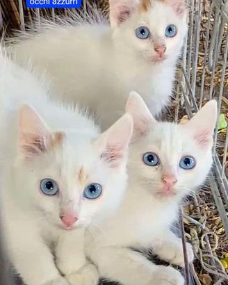 GattinI disponibilI di Turco Van