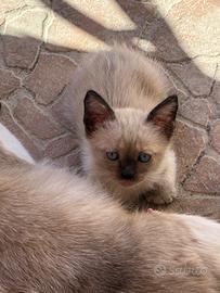 Gattini