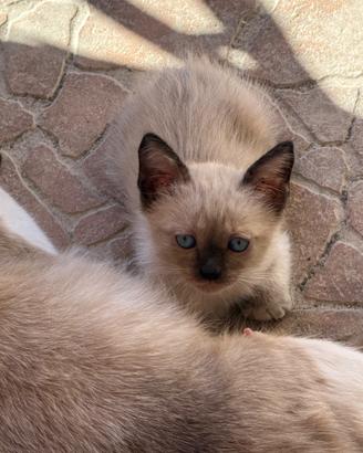 Gattini