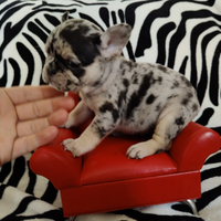 Bulldog francese femmina poket altissimo livello