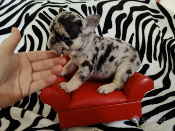 Bulldog francese femmina poket altissimo livello
