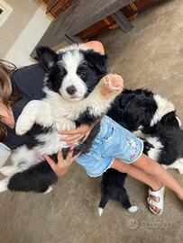 Border collie con pedigree femmina