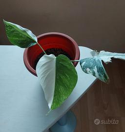 monstera deliciosa variegata