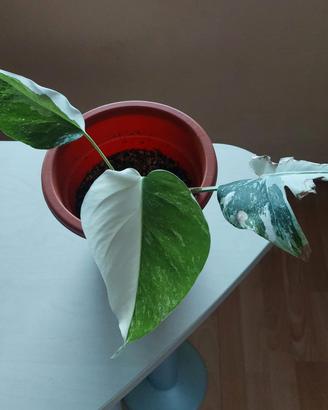 monstera deliciosa variegata