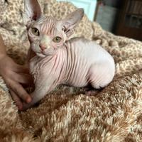 Sphynx