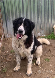 Luck, mix border collie