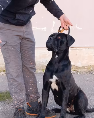 Cane Corso