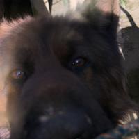 Cuccioli pastore tedesco