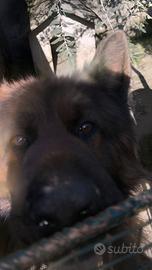 Cuccioli pastore tedesco