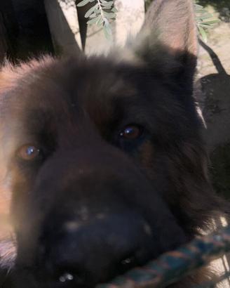 Cuccioli pastore tedesco