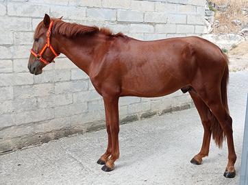 Spagnolo cruzado