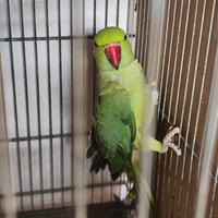 Parrocchetto dal collare Femmina 2024