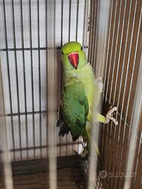 Parrocchetto dal collare Femmina 2024