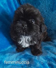 Shih tzu/shih tzu -pechinese