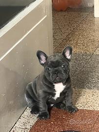Buldog francese