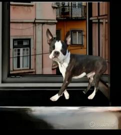 Boston terrier tigrato