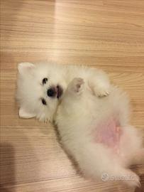 Cucciolo maschio Spitz tedesco nano