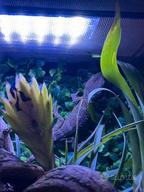 Geco Tokay