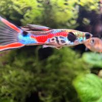 Endlers, pair - poecilia wingei