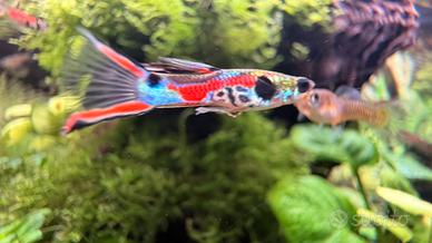 Endlers, pair - poecilia wingei