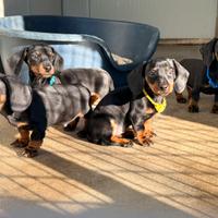 Cucciolo bassotto nano