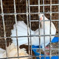 Blocco di 8 tortore pavoncelle