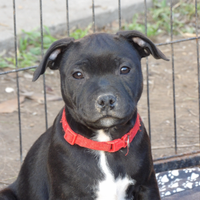 Staffordshire bull terier