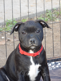 Staffordshire bull terier