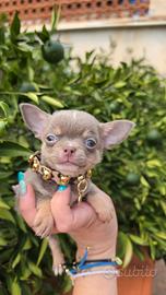 Chihiahua mini con pedigree