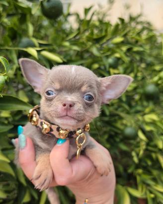 Chihiahua mini con pedigree