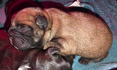 Bouledogue francese