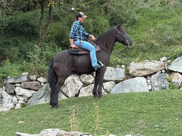 Cavallo argentino