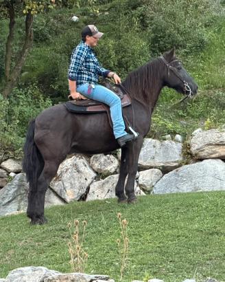 Cavallo argentino