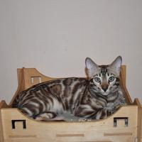 Gatti bengala adulti