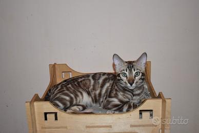 Gatti bengala adulti
