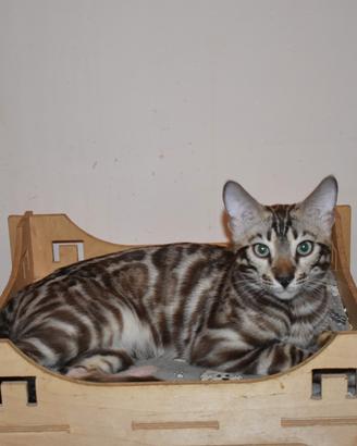 Gatti bengala adulti