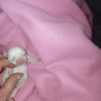Mini cucciolata di chihuahua pedigree ENCI