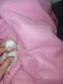 Mini cucciolata di chihuahua pedigree ENCI