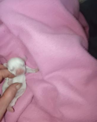 Mini cucciolata di chihuahua pedigree ENCI