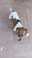 Cane Jack Russell terrier