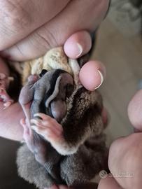 Peuri dello zucchero