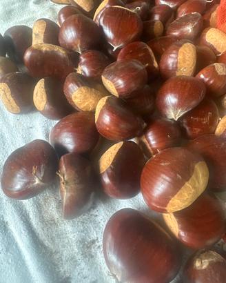 marroni bio  grossi