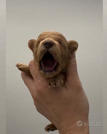 Barboncino red taglia piccola