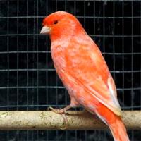 Cederi canarini rosso brinato