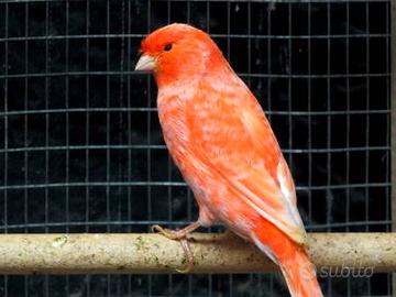 Disponibili Canarini rosso brinato