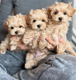 Maltipoo Toy